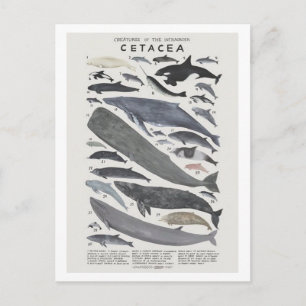 Cétacés Briefkaart
