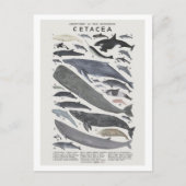 Cétacés Briefkaart (Voorkant)