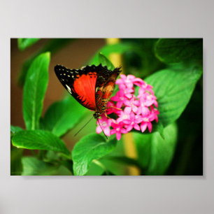 Cethosia biblis Afdruk Poster
