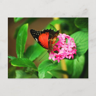 Cethosia biblis Briefkaart