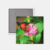 Cethosia biblis Magnet (Recto/Verso)