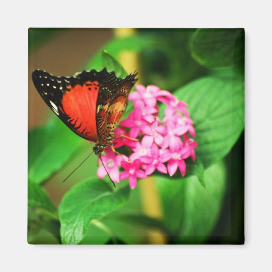 Cethosia biblis Magnet Magneet (Voorkant)