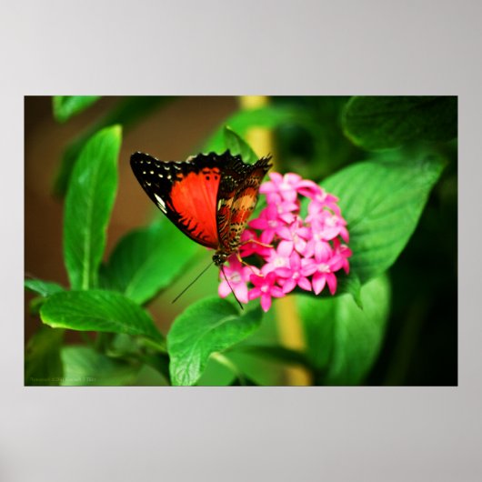 Cethosia biblis Print (Voorkant)