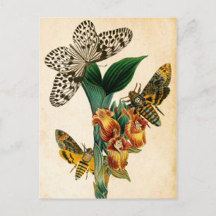 Ceylon Tree Nymph Butterfly & Acherontia Moths Briefkaart