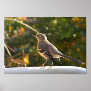 CG - Poster de Mockingbird