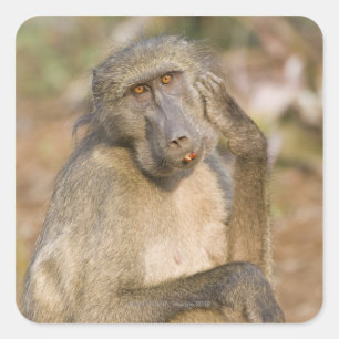Chacma Baboon (Papio ursinus) krast zijn Vierkante Sticker