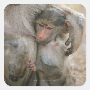 Chacma Baboon, Papio ursinus met jong, Kruger Vierkante Sticker