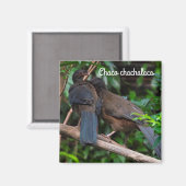 Chaco chachalaca magneet (Voorkant / Achterkant)