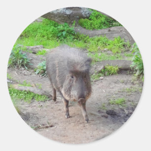 Chacoan Peccary #1 Stickers