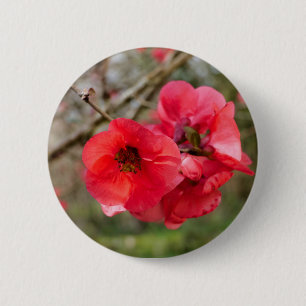 Chaenomeles speciosa Badge Ronde Button 5,7 Cm