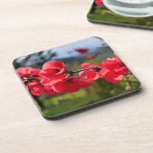 Chaenomeles speciosa bier onderzetter (Linkerzijde)