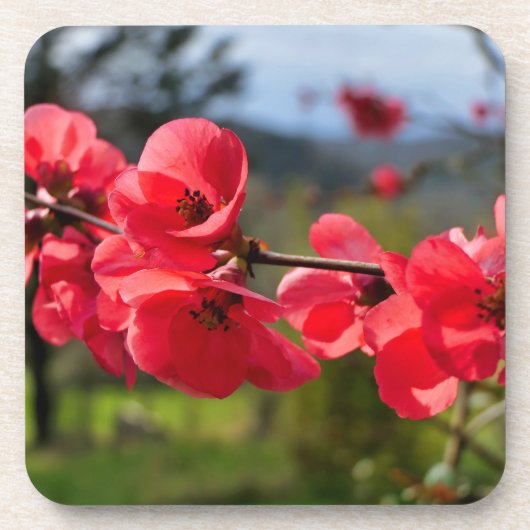 Chaenomeles speciosa bier onderzetter (Voorkant)