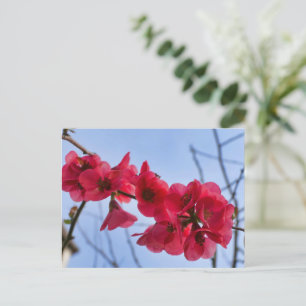 Chaenomeles speciosa briefkaart