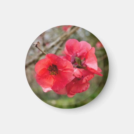 Chaenomeles speciosa magneet (Voorkant)