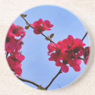 Chaenomeles speciosa zandsteen onderzetter