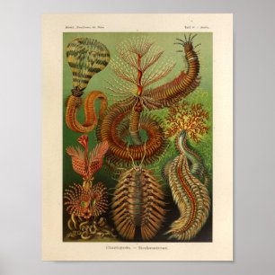  Chaetopoda Color Ernst Haeckel Art Print