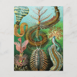 Chaetopoda illustratie van Ernst Haeckel Briefkaart