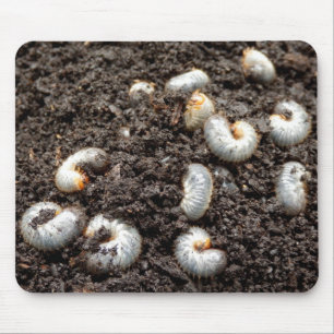 Chafer Larva Mouse Mat Muismat
