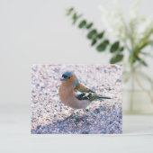 Chaffinch Briefkaart (Staand voorkant)