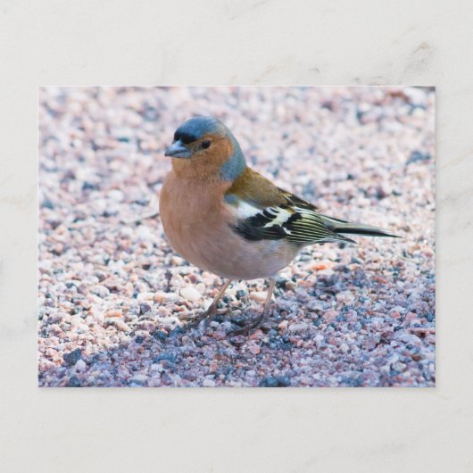 Chaffinch Briefkaart (Voorkant)