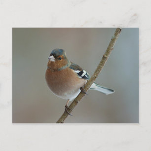 Chaffinch - briefkaart
