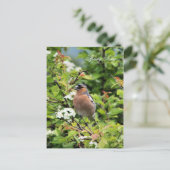 CHAFFINCH BRIEFKAART (Staand voorkant)
