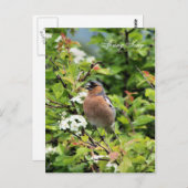 CHAFFINCH BRIEFKAART (Voorkant / Achterkant)