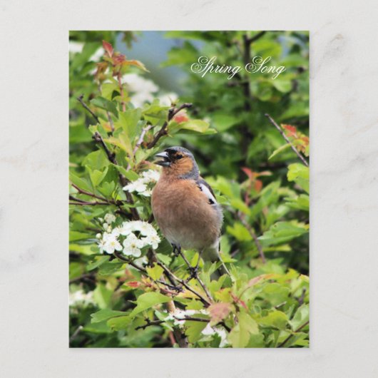 CHAFFINCH BRIEFKAART (Voorkant)