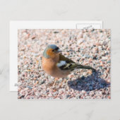 Chaffinch Briefkaart (Voorkant / Achterkant)