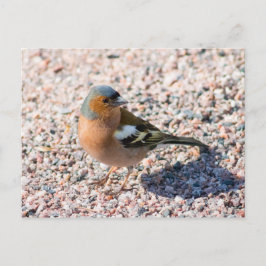 Chaffinch Briefkaart