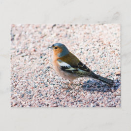 Chaffinch Briefkaart