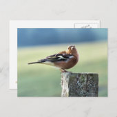 CHAFFINCH BRIEFKAART (Voorkant / Achterkant)