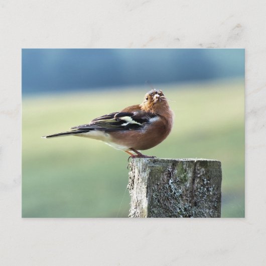 CHAFFINCH BRIEFKAART (Voorkant)