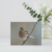Chaffinch - carte postale (Debout devant)