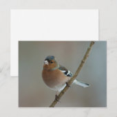 Chaffinch - carte postale (Devant / Derrière)