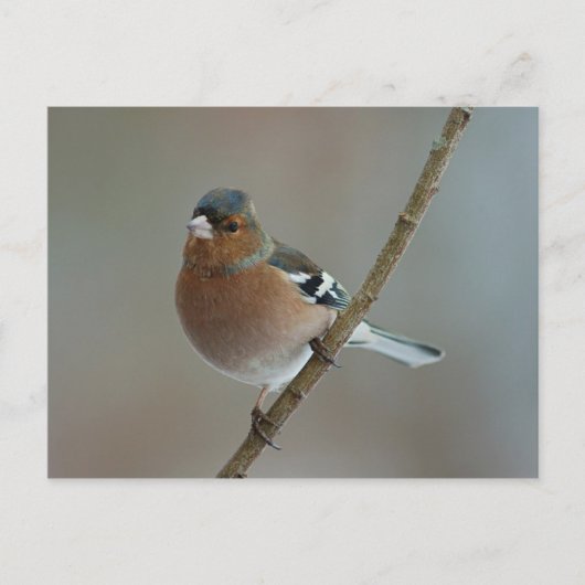 Chaffinch - carte postale (Devant)