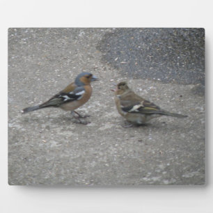 Chaffinch Feed Me Plaque Fotoplaat