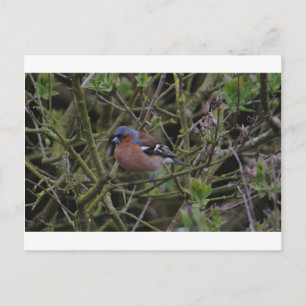 Chaffinch in de boom briefkaart