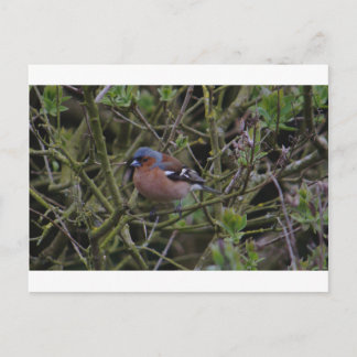 Chaffinch in de boom briefkaart