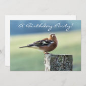 CHAFFINCH KAART (Voorkant / Achterkant)