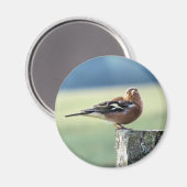CHAFFINCH MAGNEET (Voorkant / Achterkant)