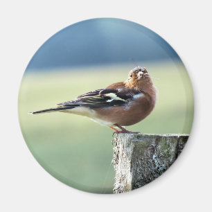 CHAFFINCH MAGNEET