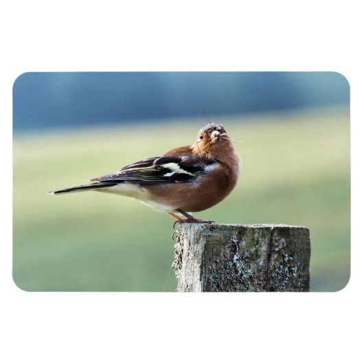 CHAFFINCH MAGNEET (Horizontaal)