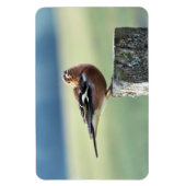 CHAFFINCH MAGNEET (Verticaal)