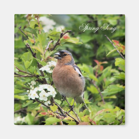 CHAFFINCH MAGNEET (Voorkant)