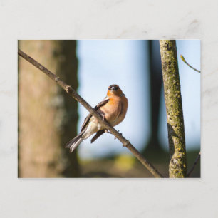 Chaffinch op tak briefkaart