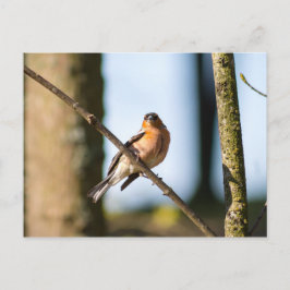 Chaffinch op tak briefkaart