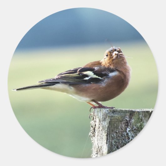 CHAFFINCH RONDE STICKER (Voorkant)