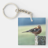 CHAFFINCH SLEUTELHANGER (voorkant)
