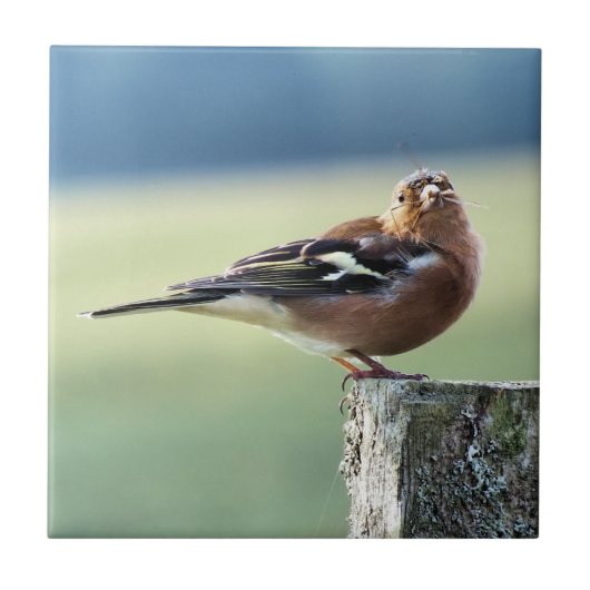 CHAFFINCH TEGELTJE (Voorkant)